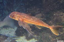Aquàrium Municipal Santa Pola