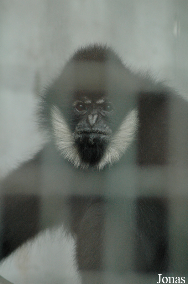 Chengdu Zoo