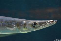 Sphyraena sphyraena