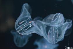 Oceanogràfic