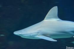 Oceanogràfic