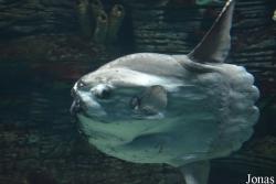 Oceanogràfic