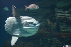Oceanogràfic