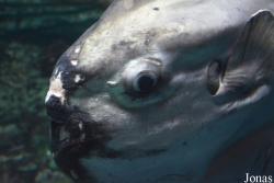 Oceanogràfic
