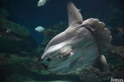Oceanogràfic