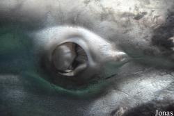 Oceanogràfic