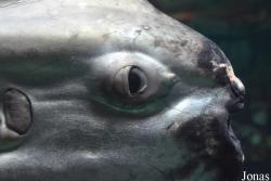 Oceanogràfic