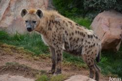 Bioparc Valencia