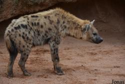 Bioparc Valencia