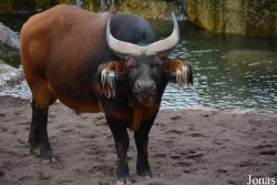 Bioparc Valencia