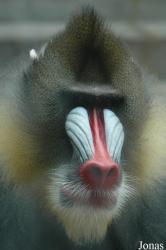 Chengdu Zoo