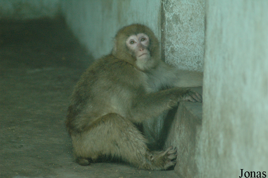 Chengdu Zoo