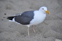La Jolla