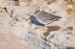 Tringa incana