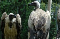 Gyps africanus