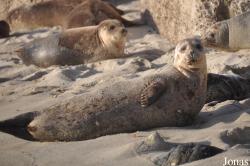 La Jolla