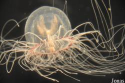 Polyorchis penicillatus