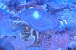Birch Aquarium at Scripps Institution of Oceanography