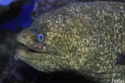 Gymnothorax mordax