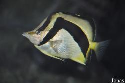 Prognathodes falcifer