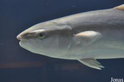 Seriola lalandi