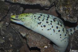 Gymnothorax fimbriatus