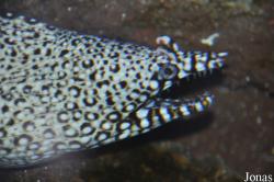 Birch Aquarium at Scripps Institution of Oceanography