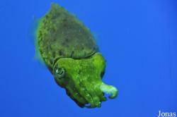 Birch Aquarium at Scripps Institution of Oceanography