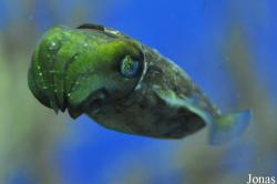 Birch Aquarium at Scripps Institution of Oceanography