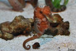 Hippocampus erectus