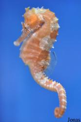Birch Aquarium at Scripps Institution of Oceanography
