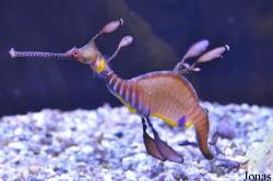 Birch Aquarium at Scripps Institution of Oceanography