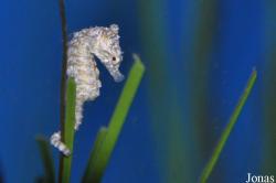 Hippocampus zosterae