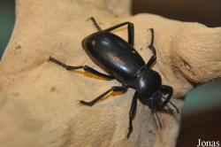 Eleodes sp.