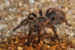 Grammostola pulchripes