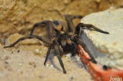 Lycosidae