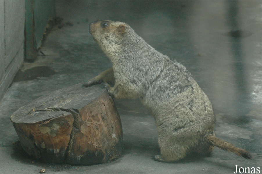 Chengdu Zoo