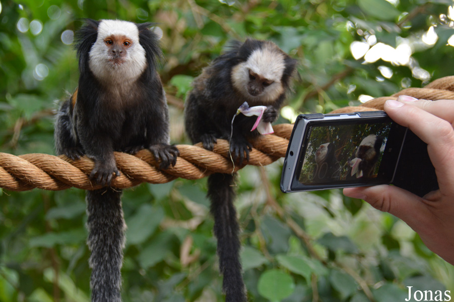 Zoo Heidelberg