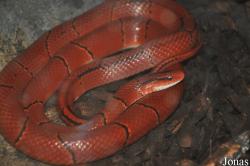 Oreocryptophis porphyracea
