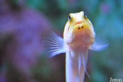 Opistognathus aurifrons