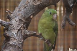 Forpus conspicillatus