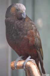 Wilhelma