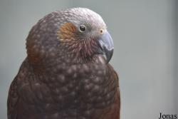 Nestor meridionalis septentrionalis