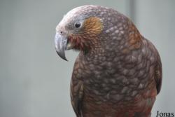 Wilhelma