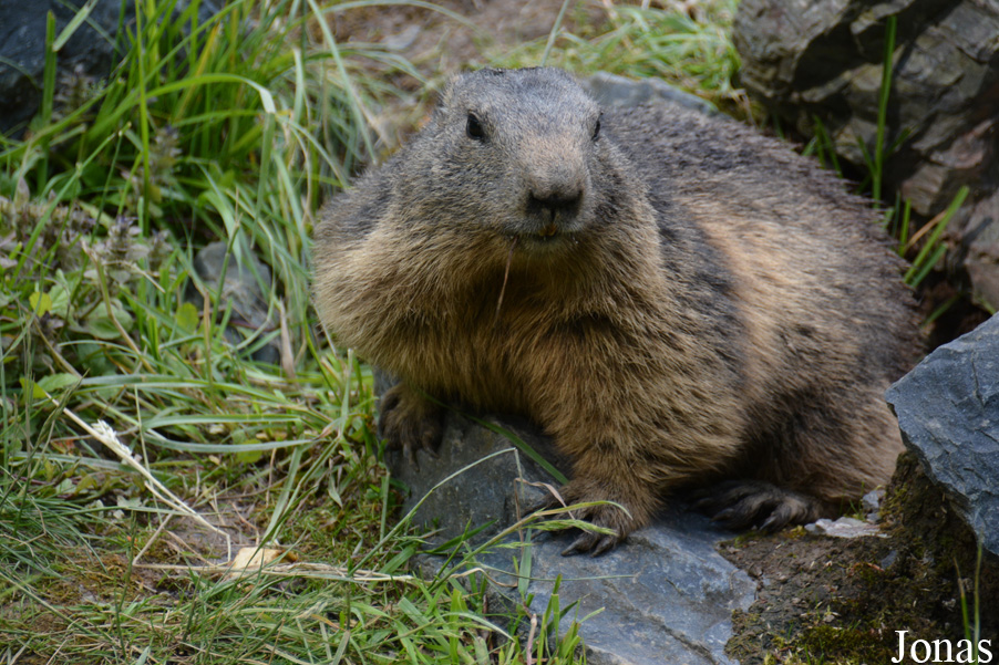 Parc Animalier de Sainte-Croix