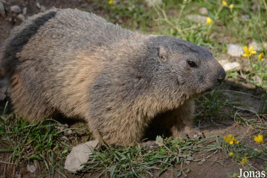 Parc Animalier de Sainte-Croix