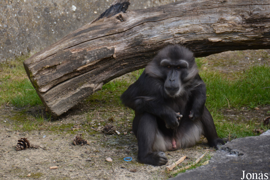 Parc Zoologique et Botanique de Mulhouse