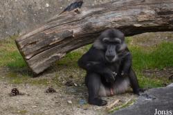 Parc Zoologique et Botanique de Mulhouse