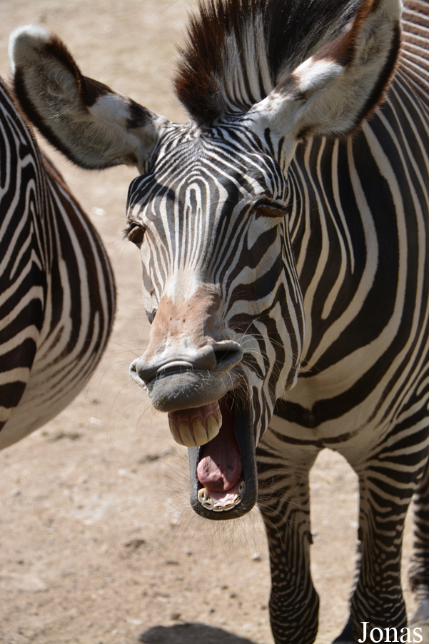 Parc Zoologique et Botanique de Mulhouse