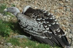 Gyps rueppellii